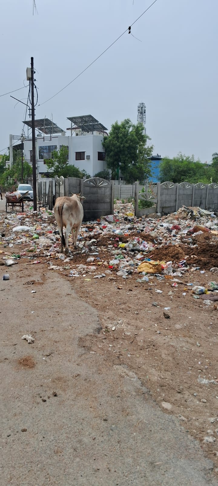 साउथ सिटी पिपरौली की सड़क बनी कूड़ाघर, नगर निगम बेपरवाह